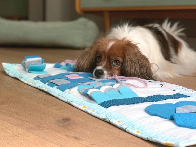 Schnüffelteppich für Hunde: Tipps für Training und Alltag