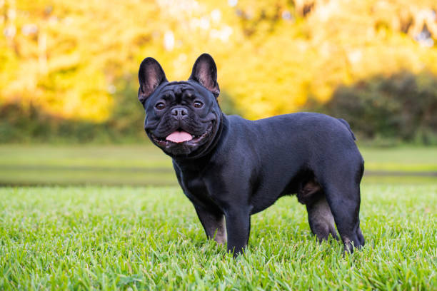 Reinrassige Französische Bulldogge – Merkmale und Besonderheiten der beliebten Hunderasse