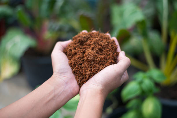 Kopra Kokosnuss: Eigenschaften, Herstellung und vielseitige Verwendung