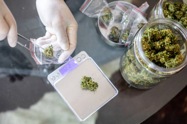 Circulo BCN: Der exklusive Cannabis Social Club in Barcelona